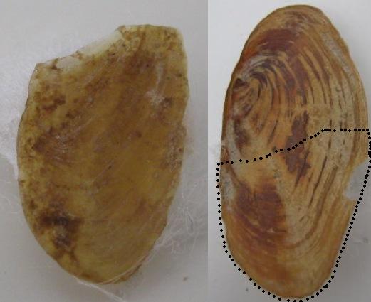 conferma Galeodea rugosa freak